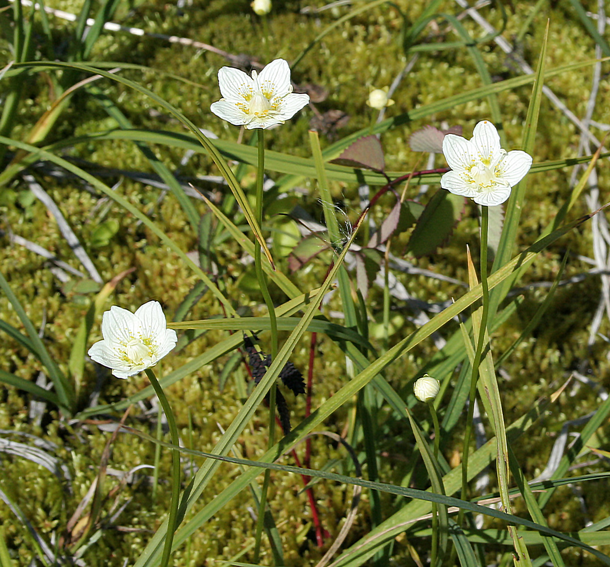 Image of Parnassia palustris specimen.