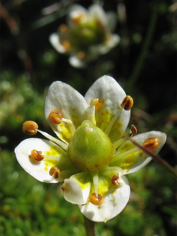 Изображение особи Saxifraga bryoides.