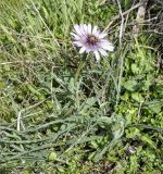 Tragopogon subspecies eriospermus