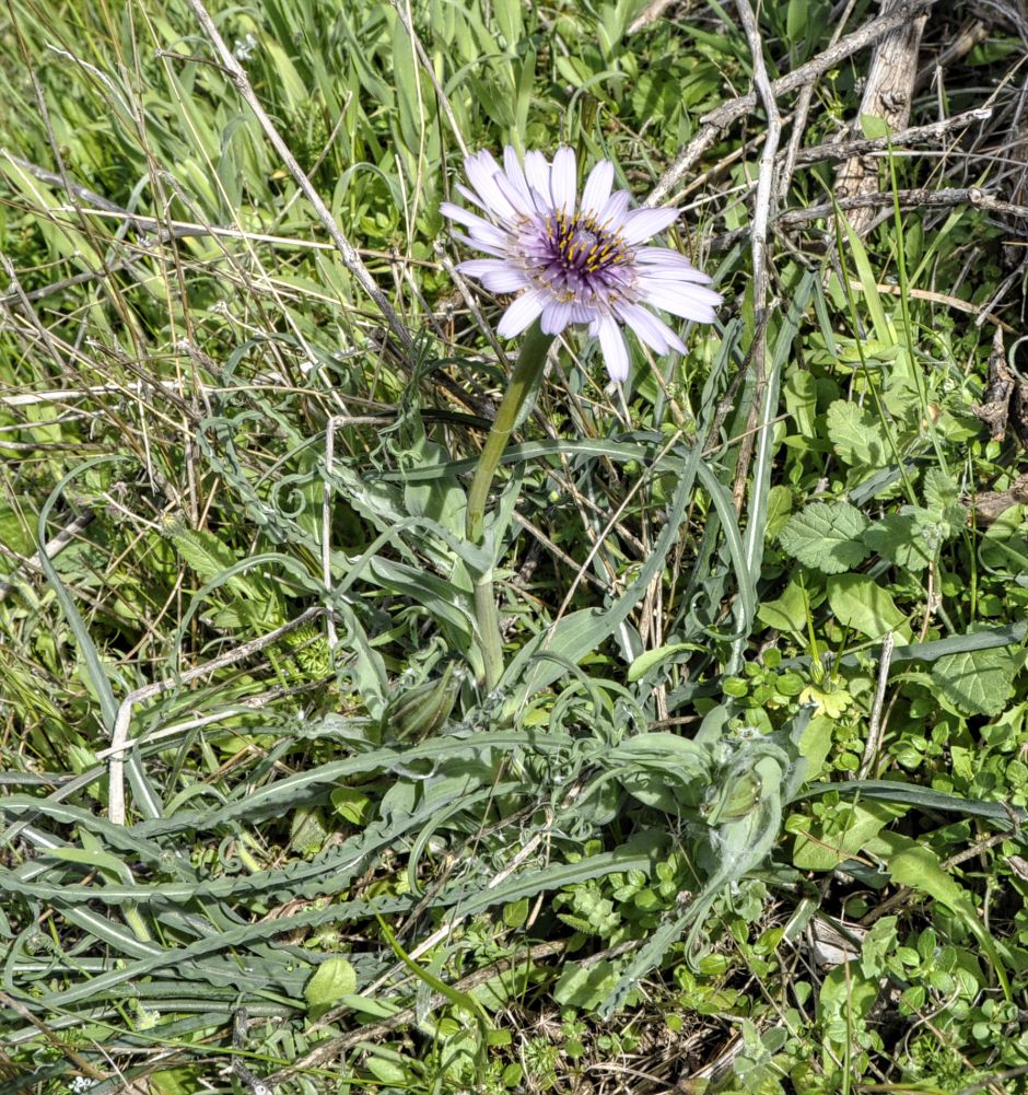 Изображение особи Tragopogon porrifolius ssp. eriospermus.