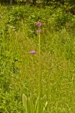 genus Allium