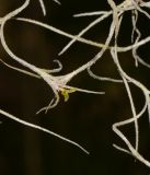 Tillandsia usneoides. Верхушка побега с цветком. Израиль, Шарон, г. Тель-Авив, ботанический сад тропических растений. 06.06.2016.