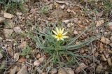 Tragopogon graminifolius