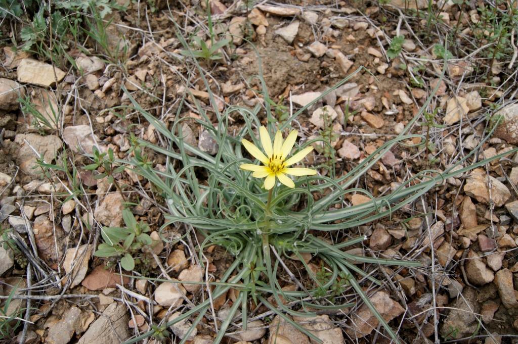 Изображение особи Tragopogon graminifolius.