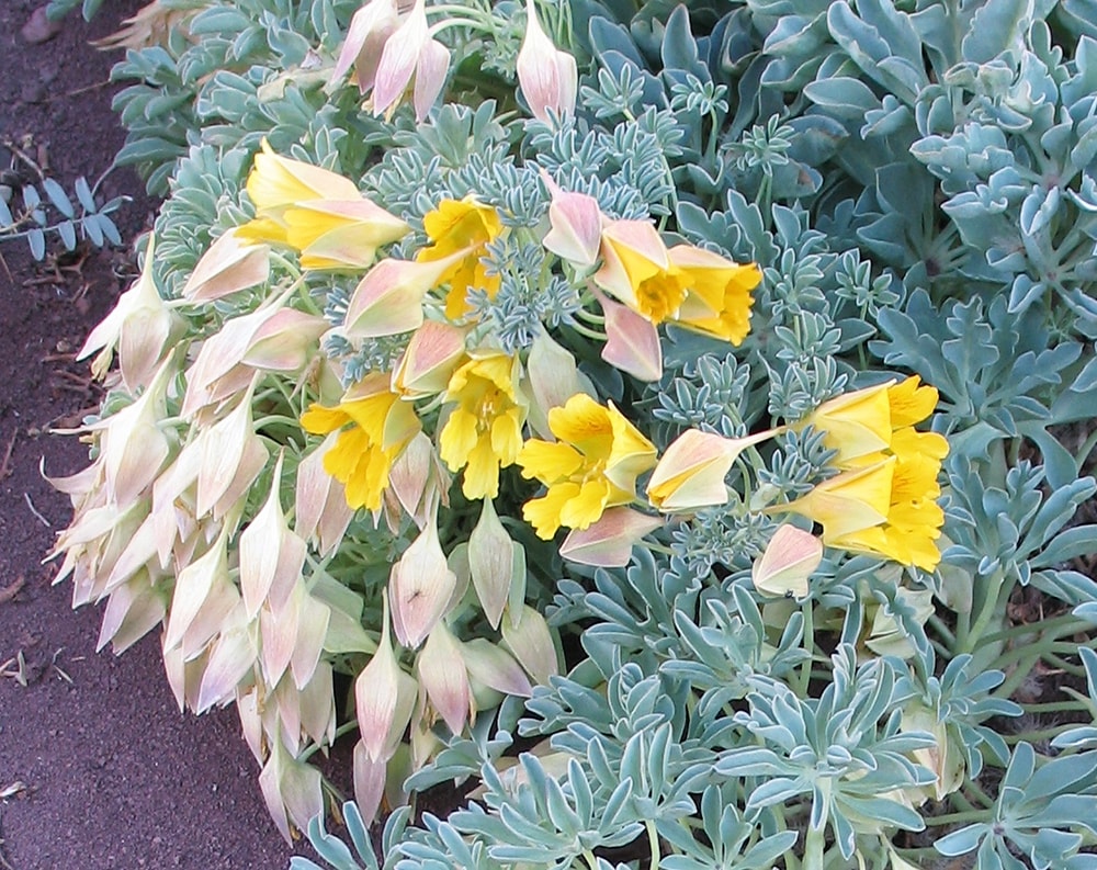 Изображение особи Tropaeolum incisum.