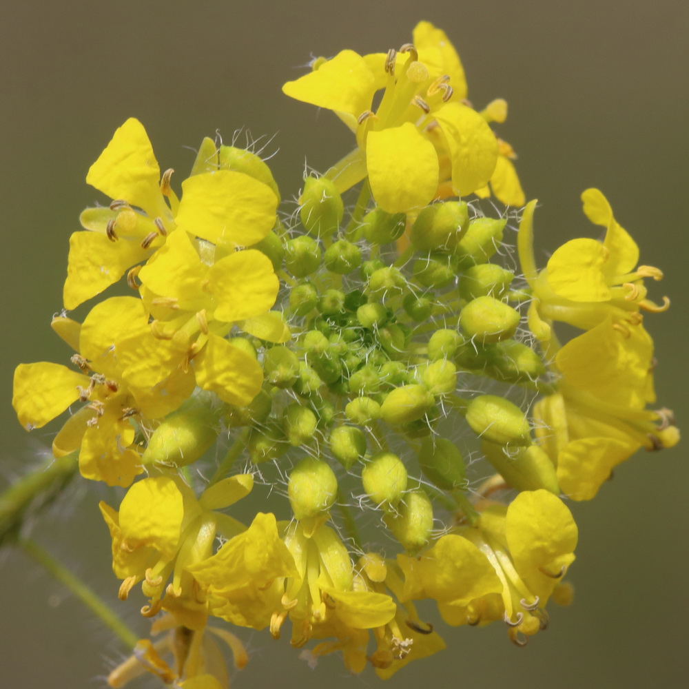 Изображение особи Sisymbrium loeselii.