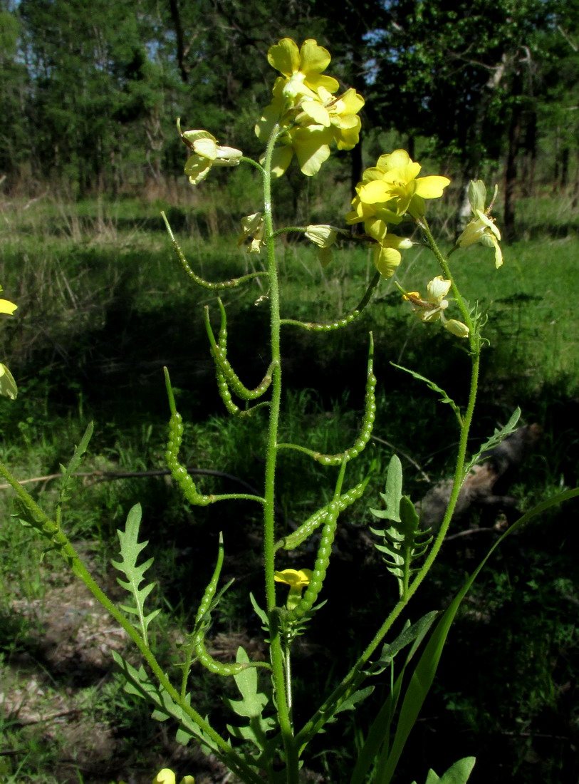 Изображение особи Chorispora sibirica.