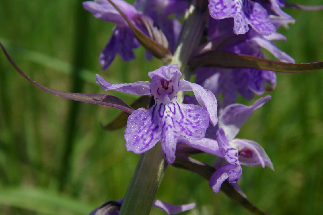 Image of Dactylorhiza urvilleana specimen.