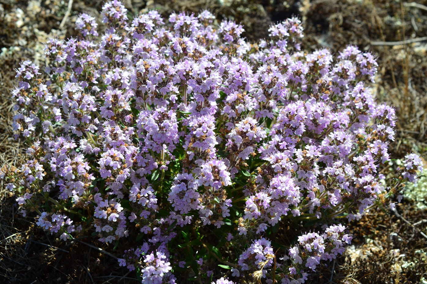 Изображение особи Thymus &times; dimorphus.