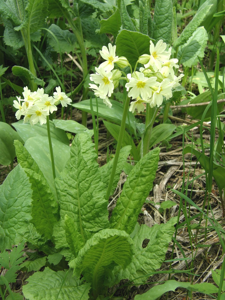 Image of Primula pallasii specimen.