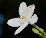 Wrightia antidysenterica