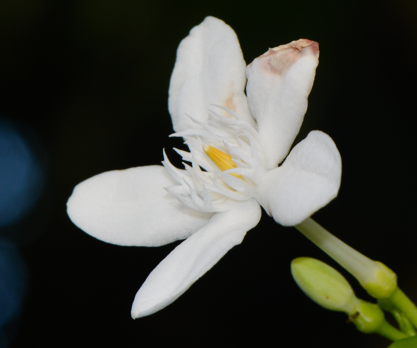 Image of Wrightia antidysenterica specimen.