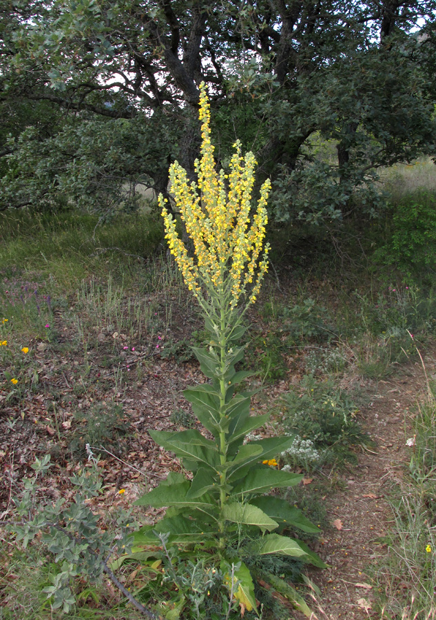 Изображение особи Verbascum lychnitis.