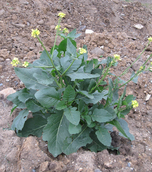 Image of Sinapis arvensis specimen.