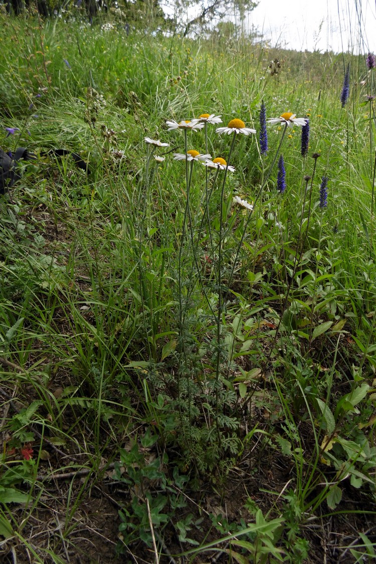 Image of Anthemis rigescens specimen.