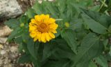 Heliopsis helianthoides