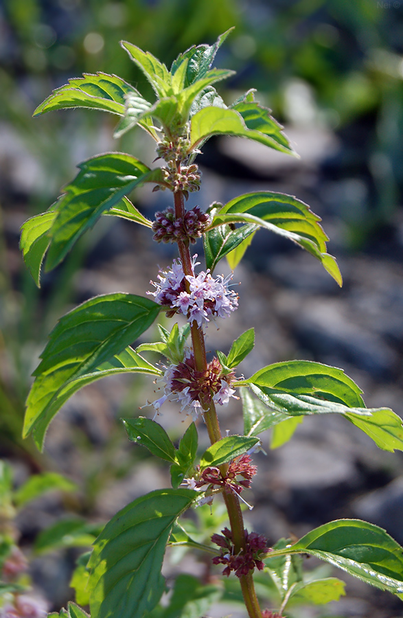 Image of Mentha arvensis specimen.