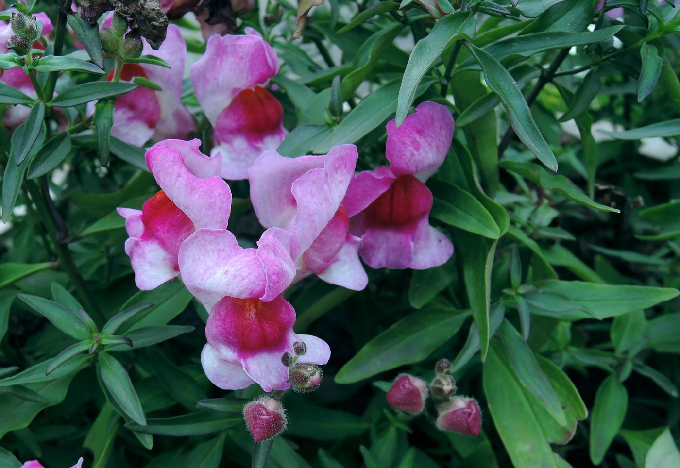 Image of Antirrhinum majus specimen.