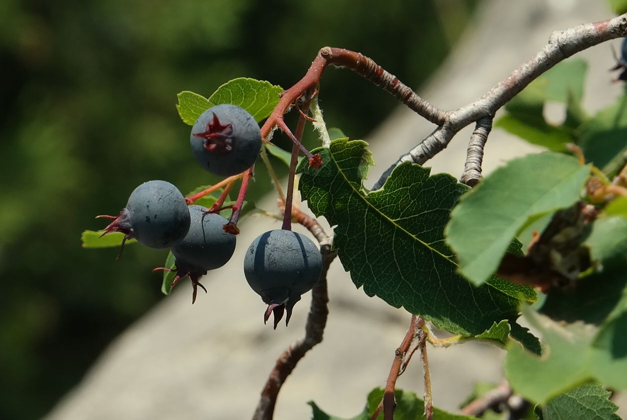 Image of Amelanchier ovalis specimen.