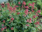 Centranthus ruber