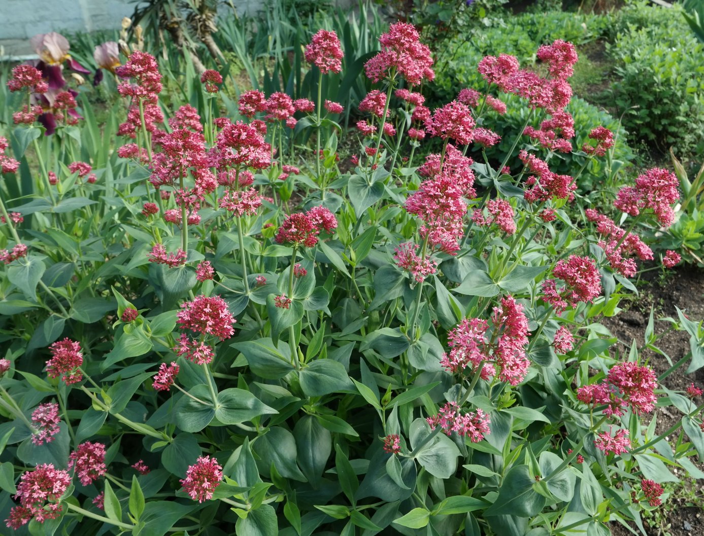 Изображение особи Centranthus ruber.