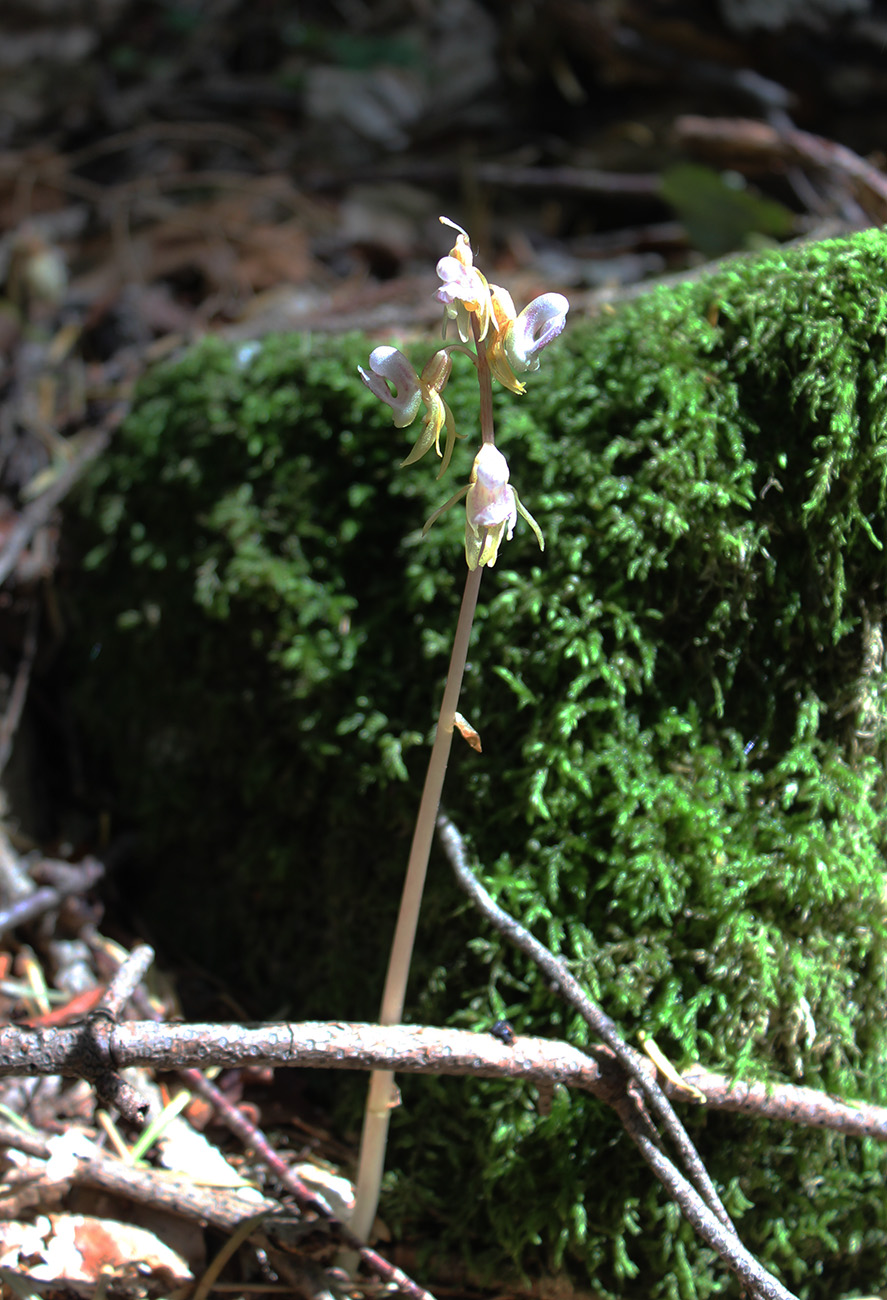 Image of Epipogium aphyllum specimen.