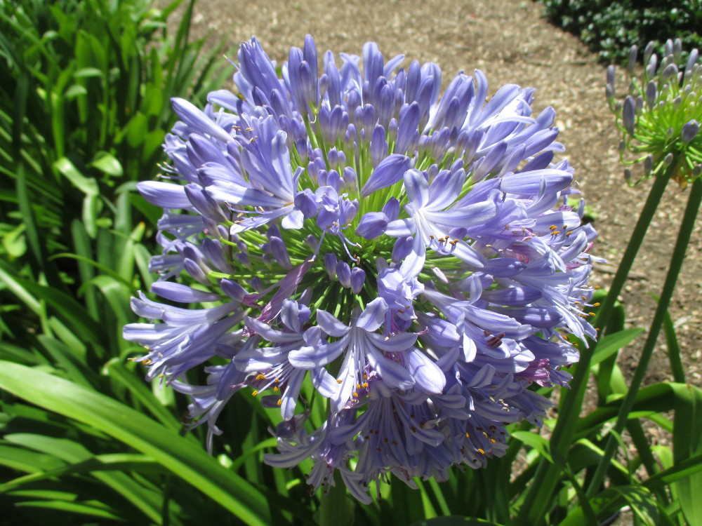 Image of Agapanthus africanus specimen.