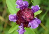 Prunella vulgaris. Соцветие (вид сверху) с каплями росы. Московская обл., Талдомский р-н, окр. пгт Запрудня, зарастающая вырубка под линией электропередач. 06.07.2017.