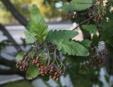 Sorbus × thuringiaca. Верхушка ветви со зреющими плодами. Мурманск, в озеленении сквера. 26.09.2017.