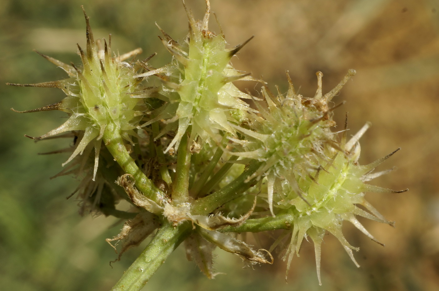 Изображение особи Astrodaucus littoralis.
