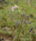 Silene apetala