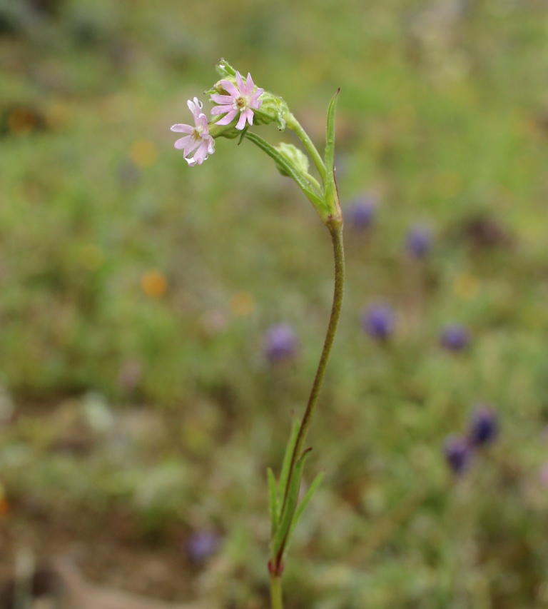 Изображение особи Silene apetala.