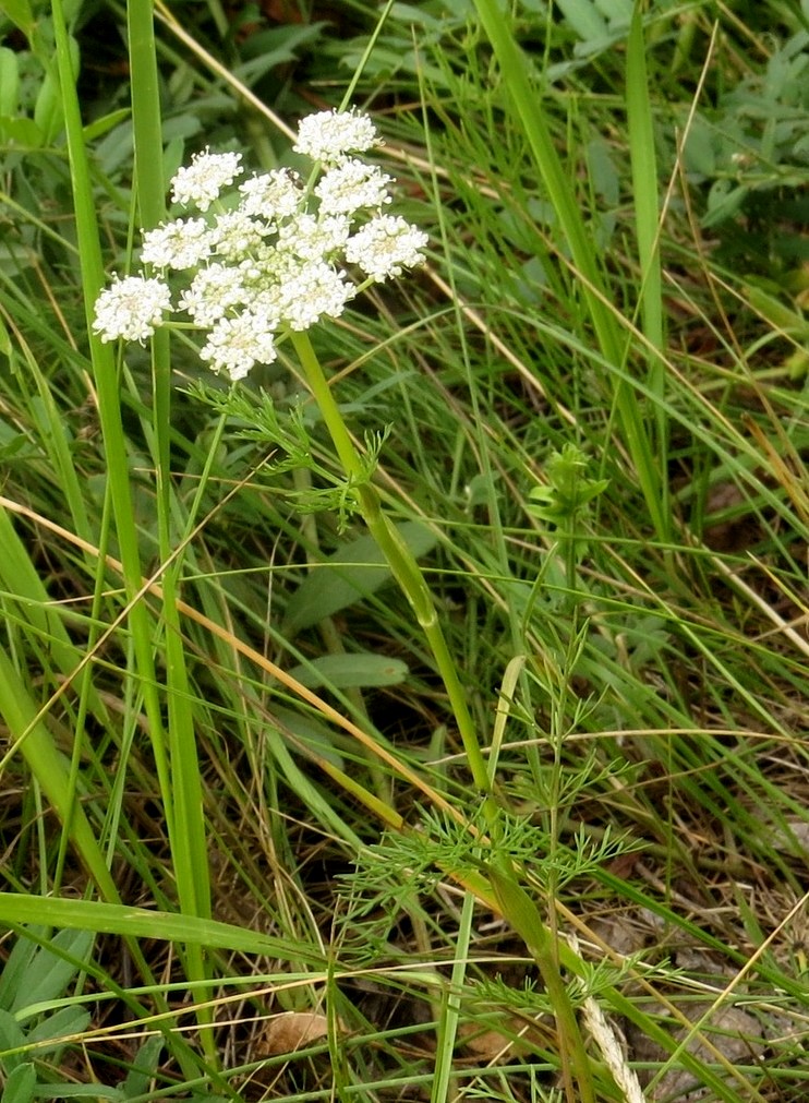 Изображение особи Peucedanum vaginatum.