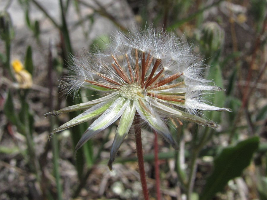 Image of Lagoseris sancta specimen.