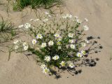 Tripleurospermum inodorum. Цветущее растение. Иркутская обл., Осинский р-н, окр. дер. Рассвет, Братское вдхр., песчаный берег. 29.07.2017.
