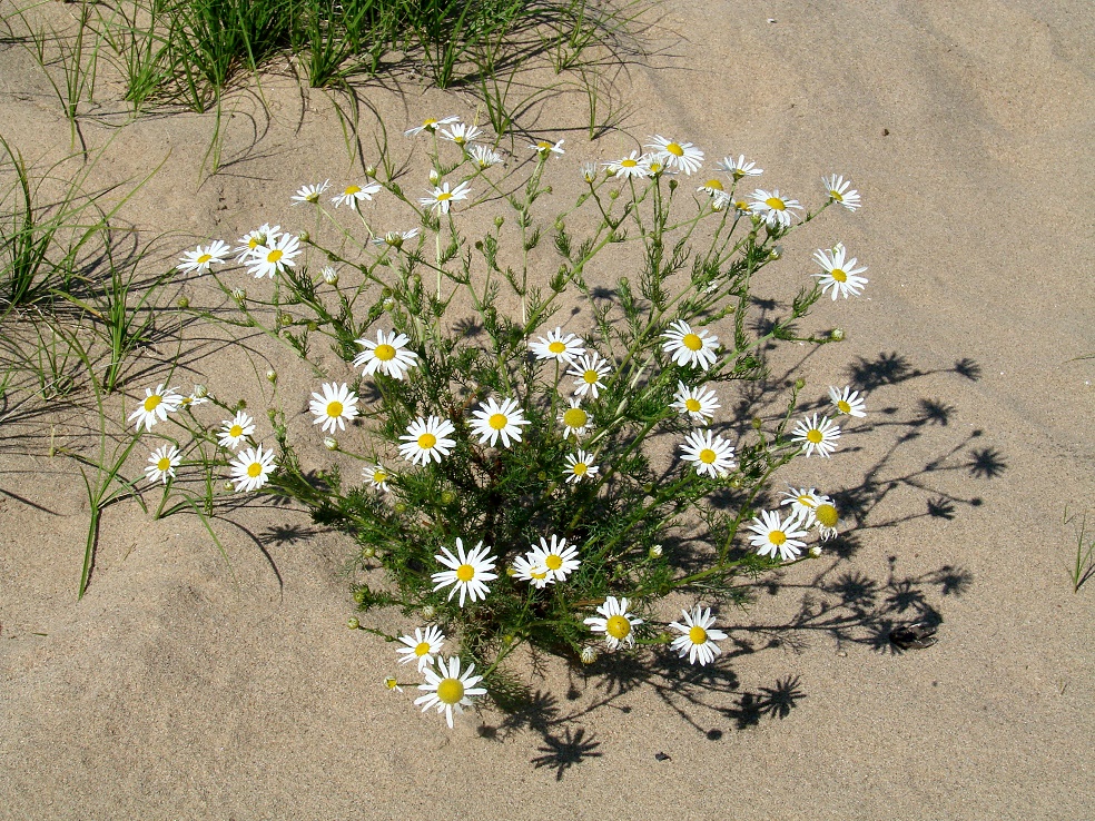 Изображение особи Tripleurospermum inodorum.