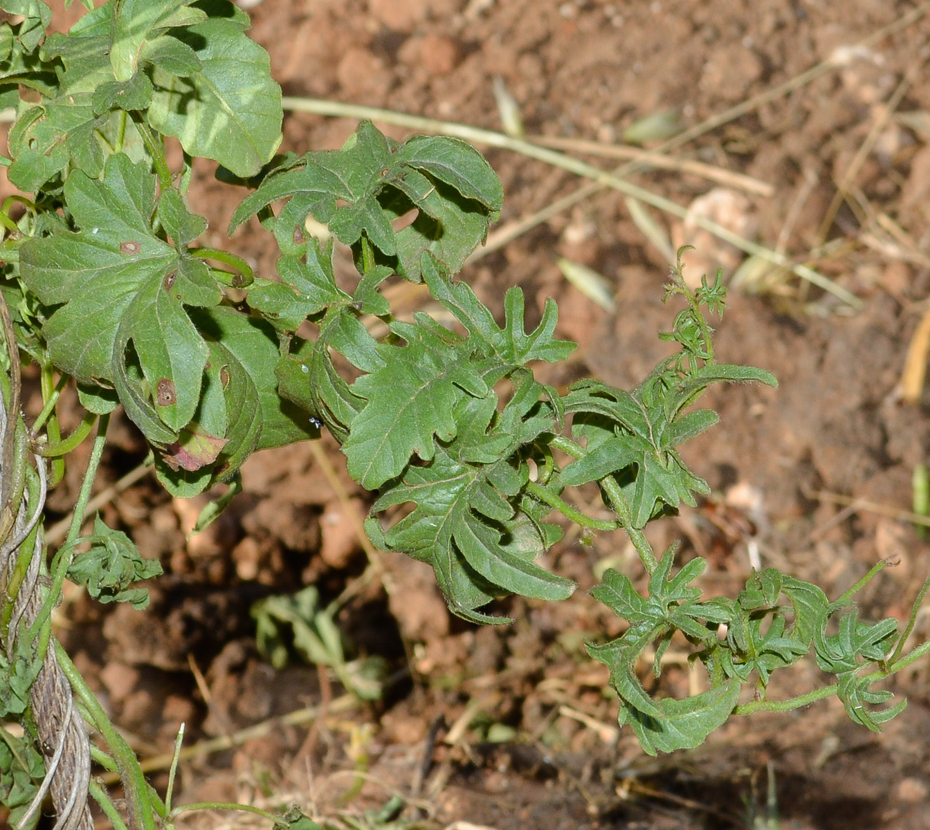 Изображение особи Convolvulus althaeoides.