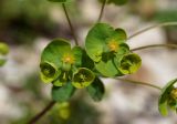 Euphorbia borealis. Часть соцветия. Якутия, Алданский р-н, 6км от г. Томмот выше по течению р. Алдан, левый берег. 27.06.2016.