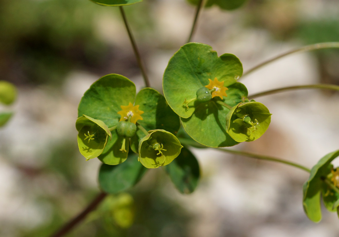 Image of Euphorbia borealis specimen.