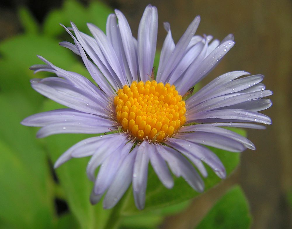 Image of Aster spathulifolius specimen.