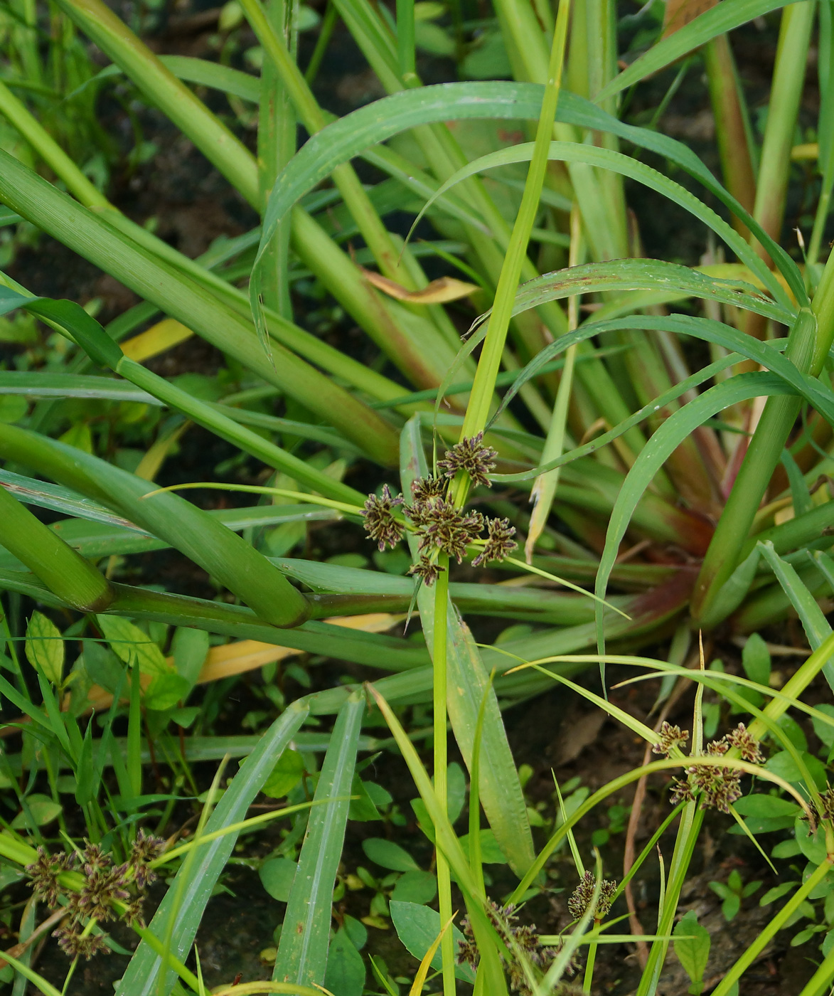 Изображение особи Cyperus fuscus.