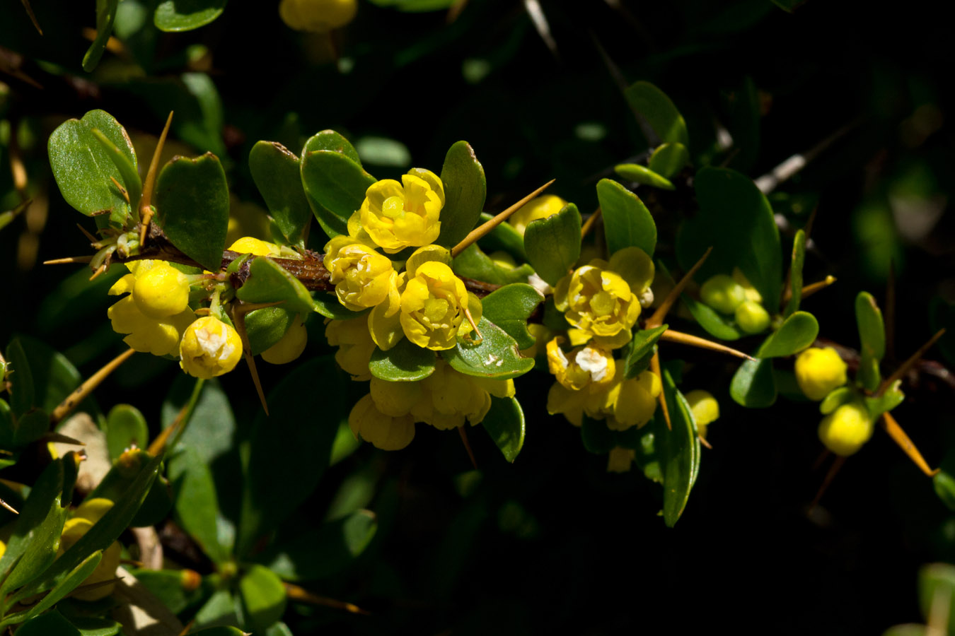 Image of Berberis cretica specimen.