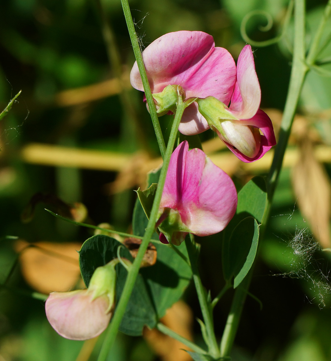 Изображение особи Lathyrus tuberosus.