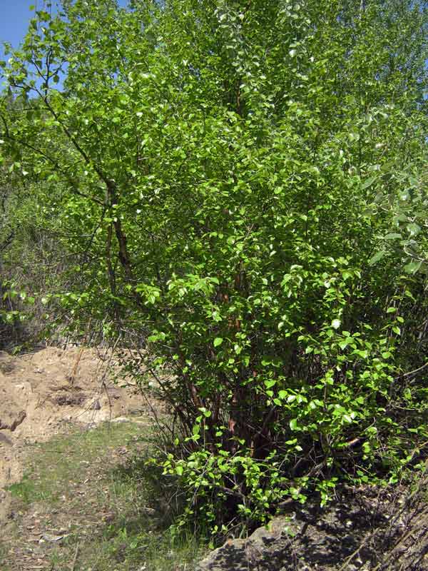 Image of Betula tianschanica specimen.