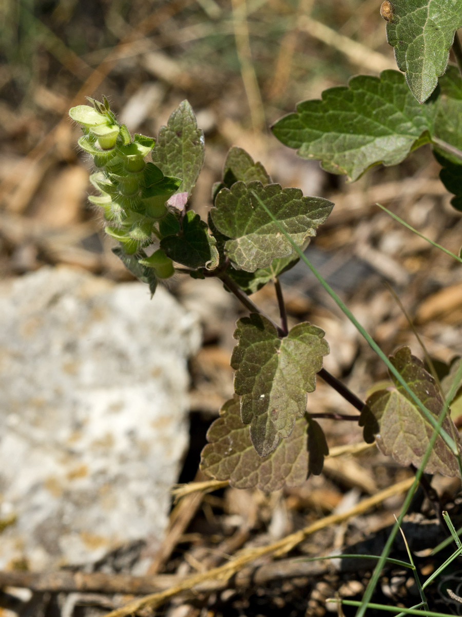 Изображение особи Scutellaria sieberi.