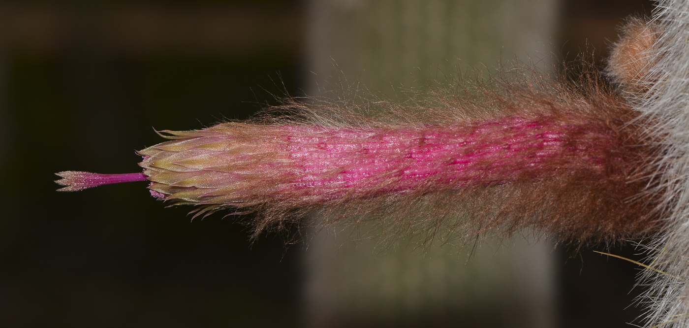 Image of Cleistocactus straussii specimen.