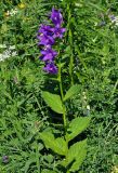 Campanula latifolia. Верхушка цветущего растения. Адыгея, Фишт-Оштеновский массив, гора Оштен, ≈ 2200 м н.у.м., субальпийский луг. 06.07.2017.