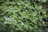 Sedum spurium