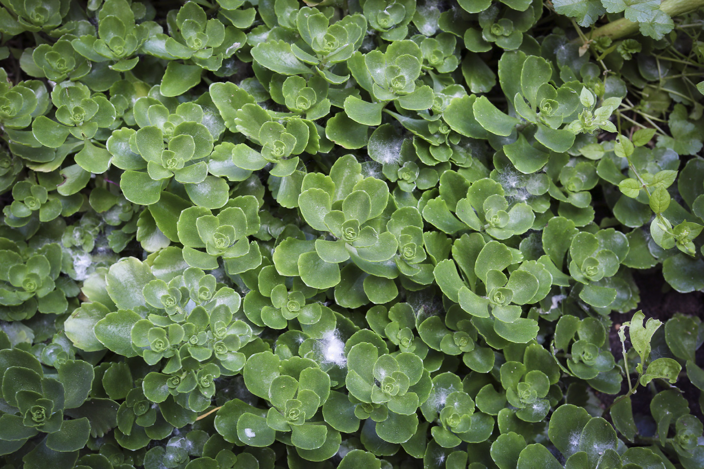 Image of Sedum spurium specimen.