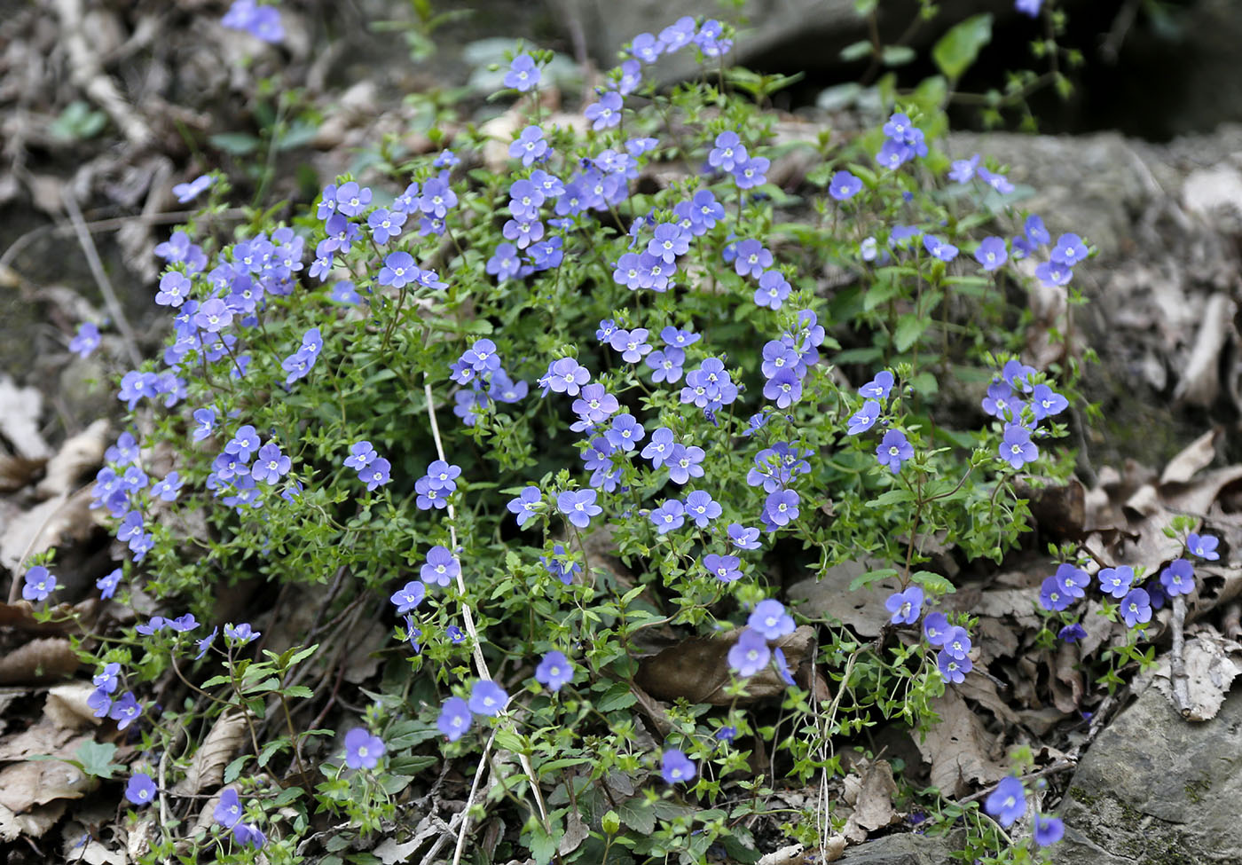 Image of Veronica umbrosa specimen.